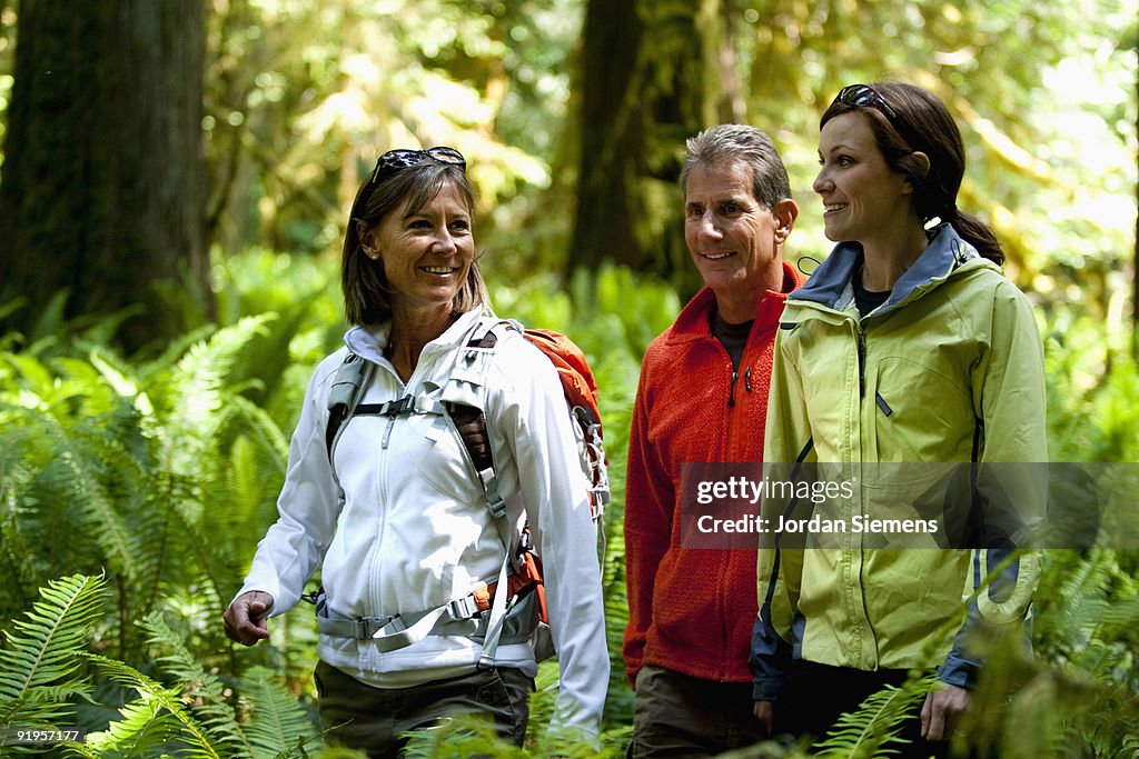 Three hikers walk a trail leading through a forest of green ferns, thick moss and large trees.
