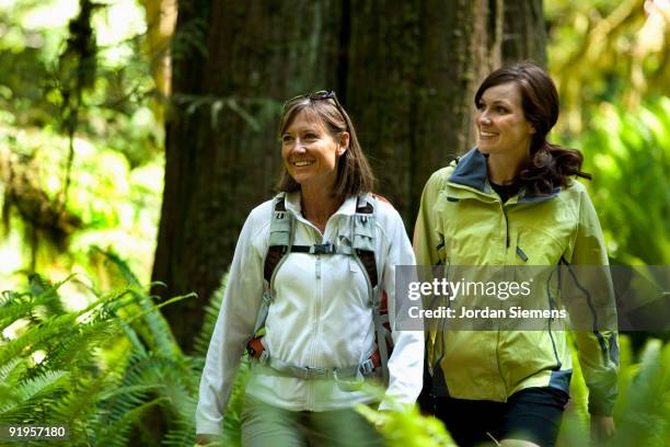 two hikers walk a trail leading through a forest of green ferns, thick moss and large trees. - newfriendship stock pictures, royalty-free photos & images