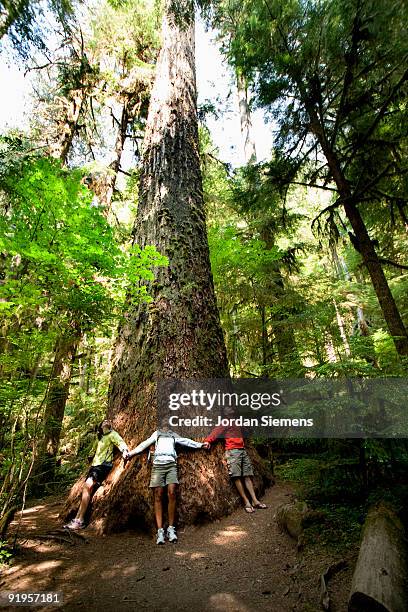 three people holding hands around the base of a large old growth tree. - lago crescent fotografías e imágenes de stock