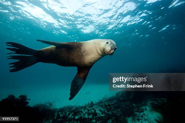 australian sea lions, hopkins island - lion de mer photos et images de collection