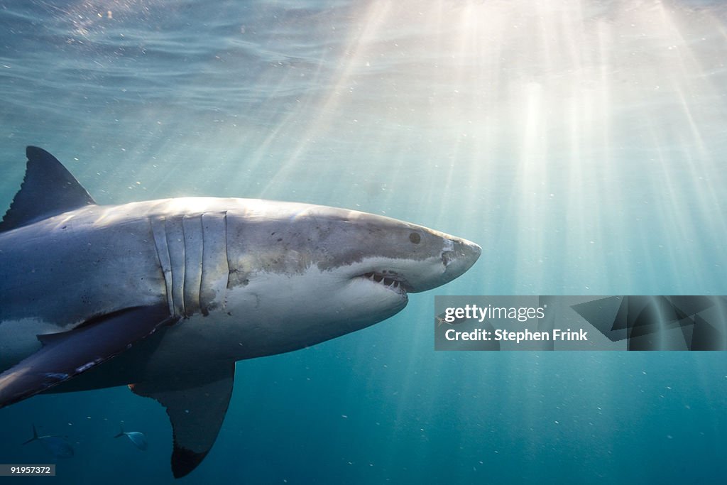 Great White Shark