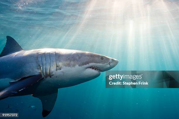 great white shark - tiburón jaquetón fotografías e imágenes de stock