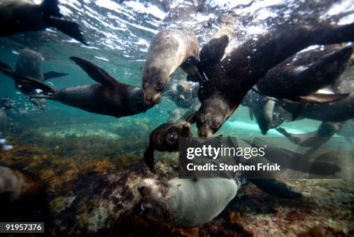 Australian Sea Lions, Hopkins Island