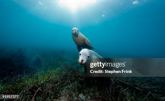 Australian Sea Lions, Hopkins Island