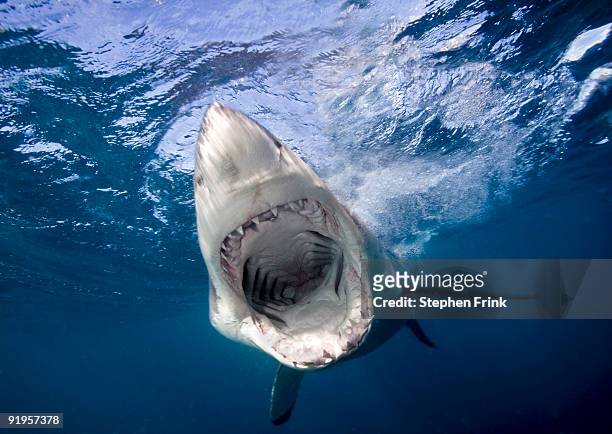 great white shark - animal teeth stockfoto's en -beelden