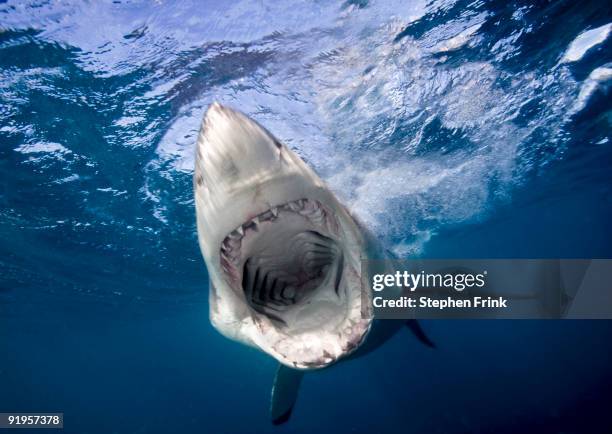 great white shark - great white shark stock pictures, royalty-free photos & images