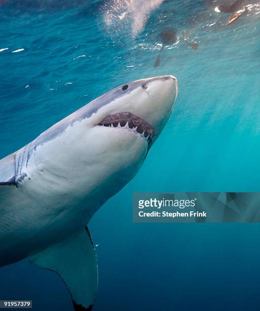 great white shark - animal teeth stock pictures, royalty-free photos & images