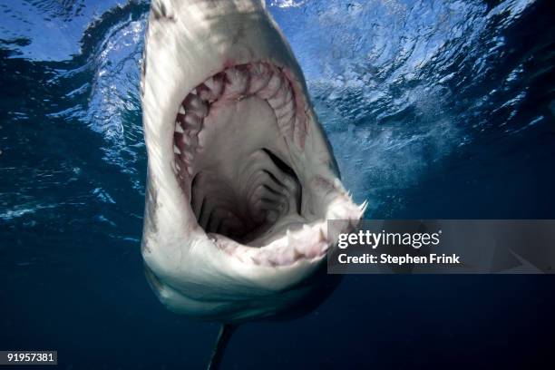 great white shark - neptune island stock pictures, royalty-free photos & images