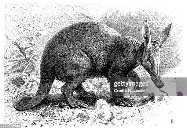 aardvark (orycteropus capensis) - aardvark tongue stock illustrations