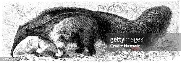 stockillustraties, clipart, cartoons en iconen met reuzenmiereneter (myrmecophaga tridactyla) - giant anteater