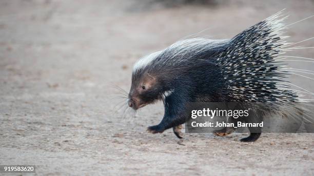 portrait of a porcupine running, botswana - porcupine stockfoto's en -beelden