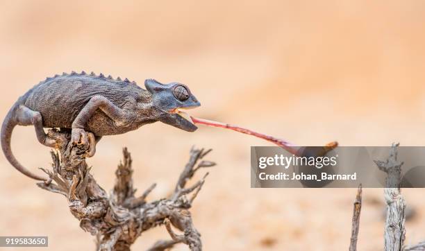 chameleon catching prey, namib desert, namibia - chameleon tongue foto e immagini stock