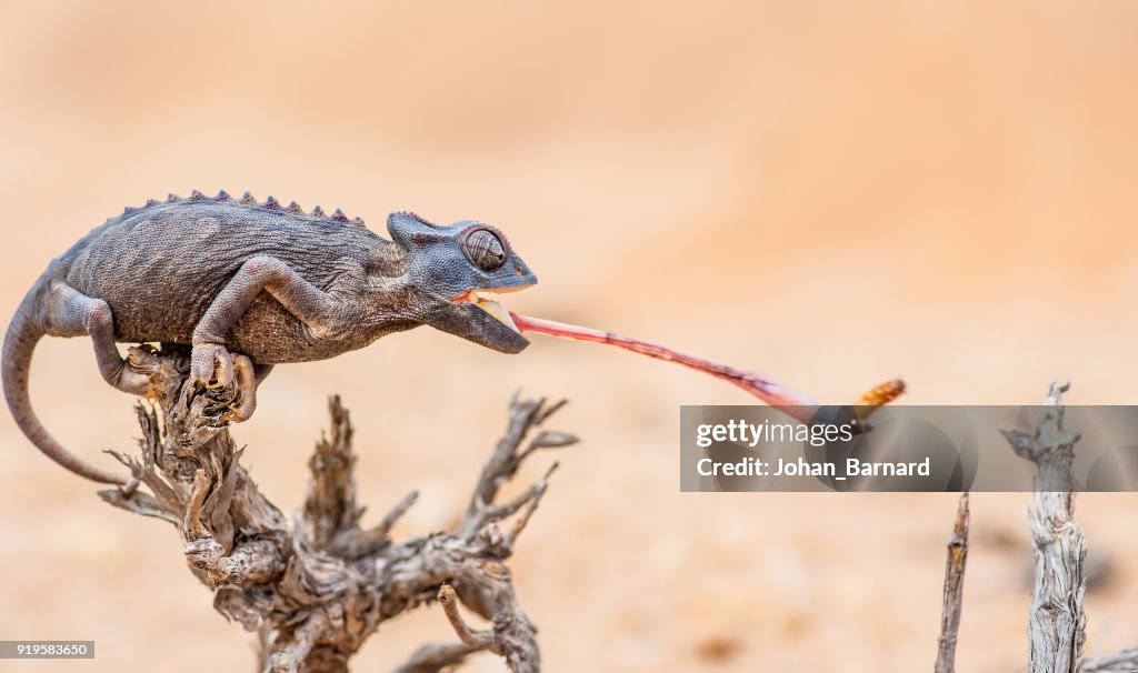 Chameleon catching prey, Namib Desert, Namibia