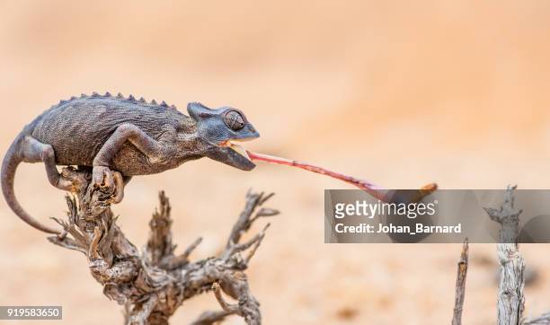 89,807 Desert Animals Photos and Premium High Res Pictures - Getty Images