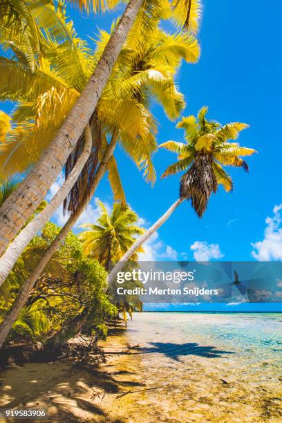 rough palm beach and lagoon at motu islet - merten snijders stock pictures, royalty-free photos & images