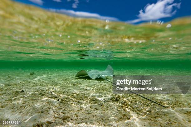 stringray with long tail in shallows - merten snijders stock-fotos und bilder