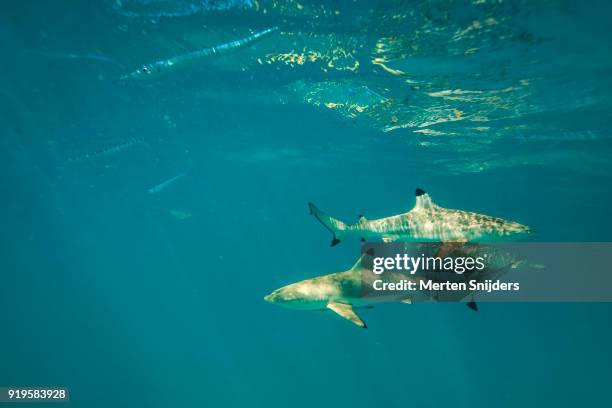 group of black tip sharks at les failles near blue lagoon - rangiroa atoll stock pictures, royalty-free photos & images