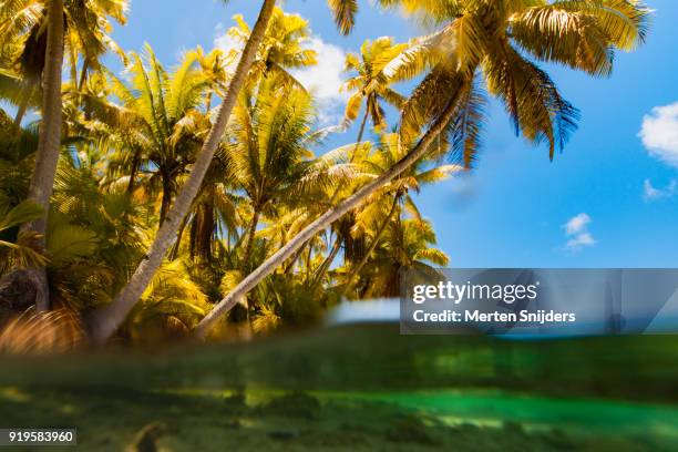 rough palm beach and lagoon at motu islet - merten snijders stock-fotos und bilder