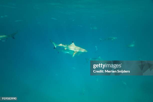 group of black tip sharks at les failles near blue lagoon - merten snijders stock-fotos und bilder