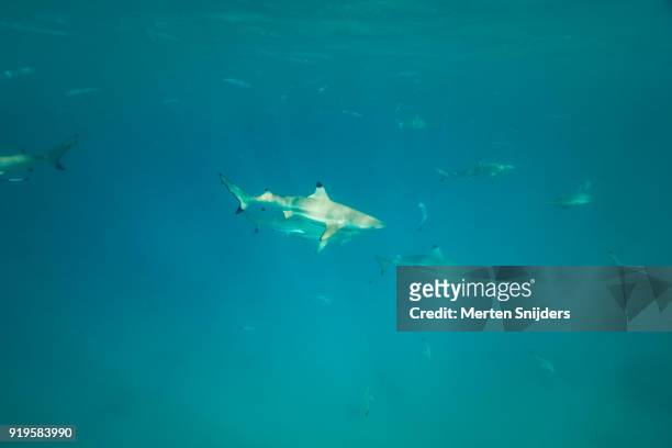 group of black tip sharks at les failles near blue lagoon - merten snijders stock pictures, royalty-free photos & images