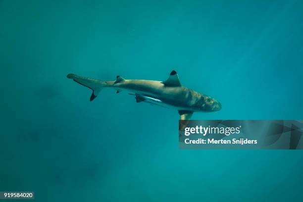 black tip shark irritated by sharksucker at les failles near blue lagoon - merten snijders stock pictures, royalty-free photos & images