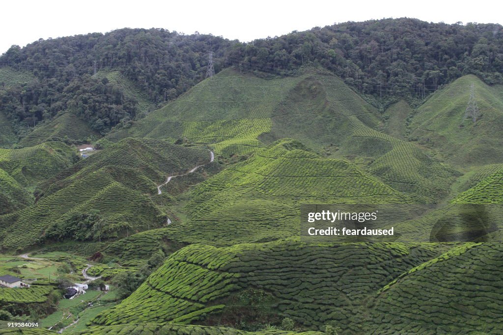 Tea plantation, Cameron Highlands, Pahang, Malaysia
