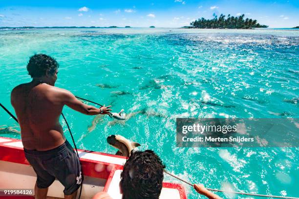 large group of blacktip sharks at blue lagoon fed from boat - merten snijders stock-fotos und bilder