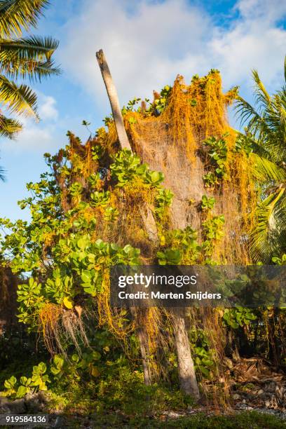 parasitic dodder plant leaving damage to host trees - merten snijders stock pictures, royalty-free photos & images