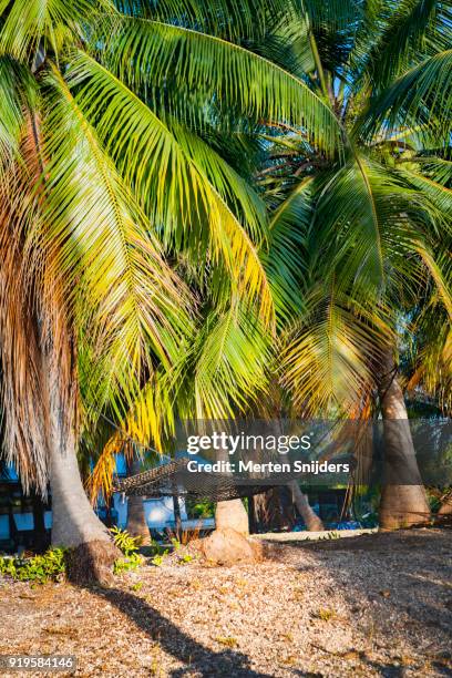 hammock between large palmtrees on beach - merten snijders stock-fotos und bilder