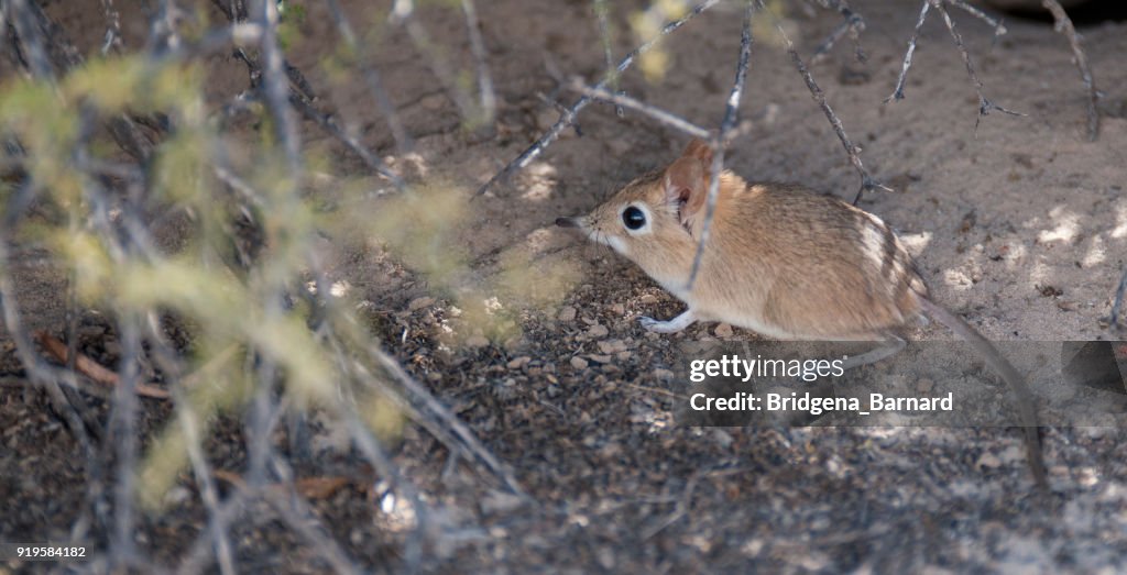 Close-up of an Elephant shrew, Northern Cape, South Africa