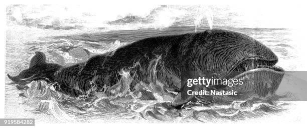 bowhead whale (balaena mysticetus) - bowhead whale stock illustrations