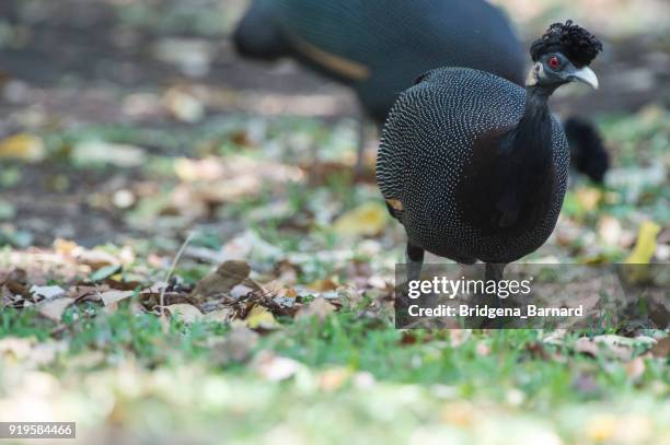 crested guinea fowl, south africa - guinea fowl stock-fotos und bilder