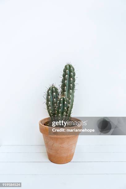 cactus in a plant pot - cactus white background stock-fotos und bilder