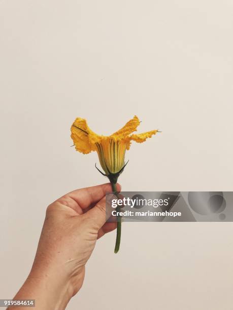 womans hand holding zucchini flower - holding flowers stock pictures, royalty-free photos & images