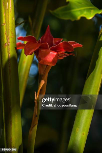 the etlingera elatior - bastão do imperador imagens e fotografias de stock