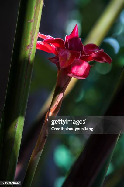 the etlingera elatior - ginger flower stock pictures, royalty-free photos & images