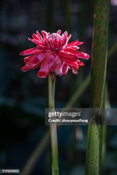 the etlingera elatior - bastão do imperador imagens e fotografias de stock