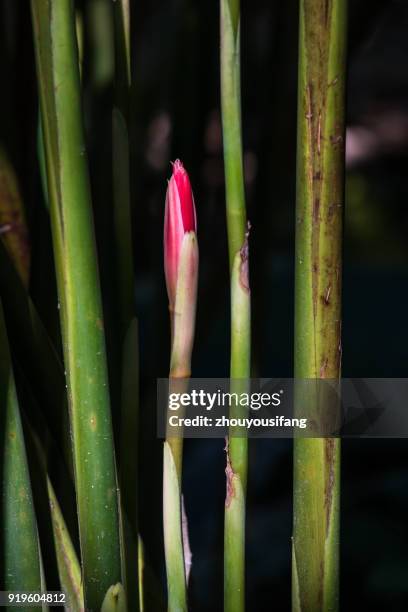 the etlingera elatior - bastão do imperador imagens e fotografias de stock