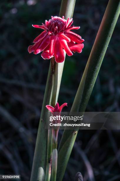 the etlingera elatior - ginger flower stock pictures, royalty-free photos & images