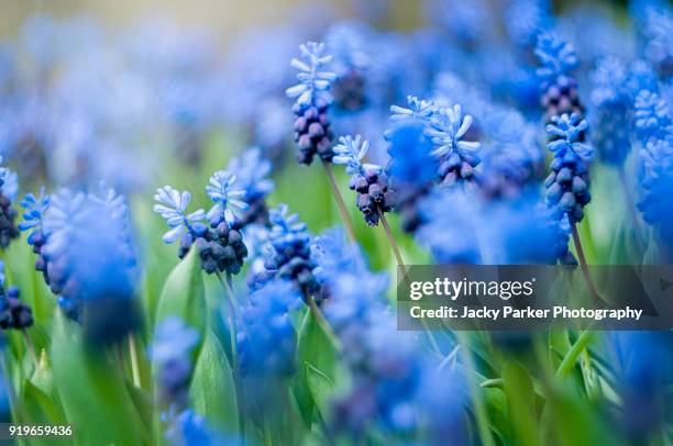 spring blue flowers of grape hyacinths (muscari) - hyacinth stock pictures, royalty-free photos & images