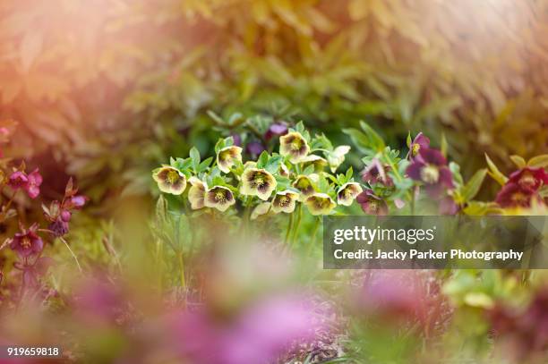 beautiful spring flowering hellebore flowers also known as lenten roses or christmas roses - roses in garden stockfoto's en -beelden