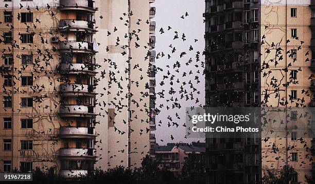 Starlings fly through buildings beside the Moshui Lake, an urban lake in Wuhan on October 17, 2009 in Wuhan of Hubei Province, China. Every year,...