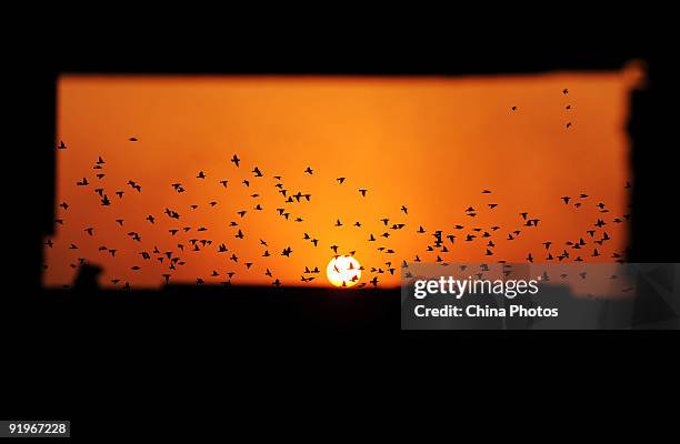 Starlings fly over the Moshui Lake, an urban lake in Wuhan at sunset on October 17, 2009 in Wuhan of Hubei Province, China. Every year, tens of...