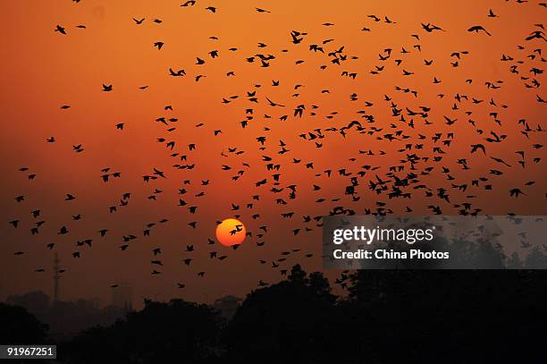 Starlings fly over the Moshui Lake, an urban lake in Wuhan at sunset on October 17, 2009 in Wuhan of Hubei Province, China. Every year, tens of...