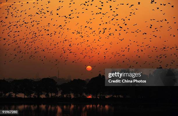 Starlings fly over the Moshui Lake, an urban lake in Wuhan at sunset on October 17, 2009 in Wuhan of Hubei Province, China. Every year, tens of...