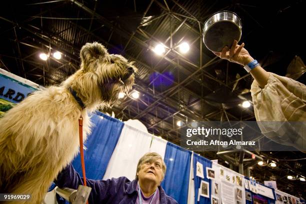 Barbara Lynch watches as her Briard, named Querida, reaches for food during the "Meet The Breeds" show at the Jacob Javits Convention Center October...