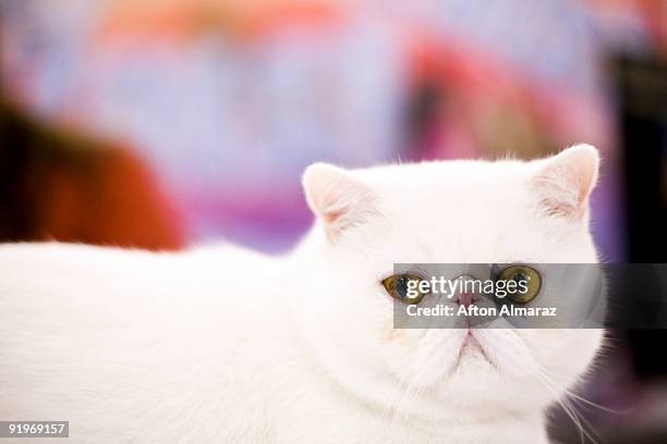 An Exotic breed cat is shown during the "Meet The Breeds" show at the Jacob Javits Convention Center October 17, 2009 in New York City. An Exotic, is...