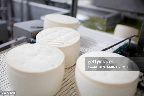 Picture shows Manchego cheeses in production at 'Garcia Baquero' cheese manufacturer's factory in Alcazar de San Juan on February 15, 2018. In...