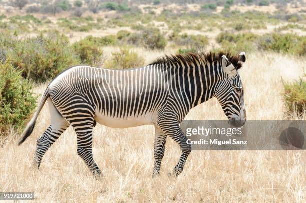 male grevy's zebra walking on grass - grevys zebra stock pictures, royalty-free photos & images