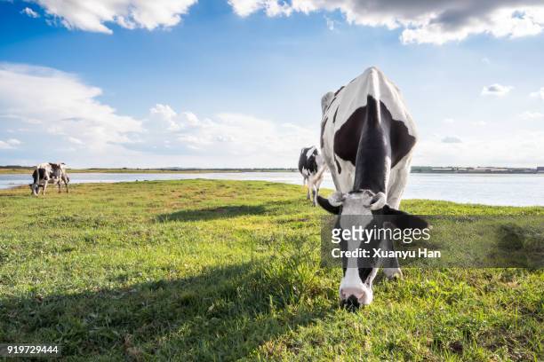 cows at grass - viehweide stock-fotos und bilder